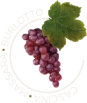 Cascina Massara Burlotto - Home