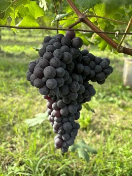 Grappolo Uva