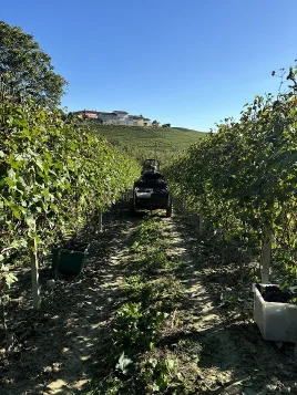 Filari Vigna